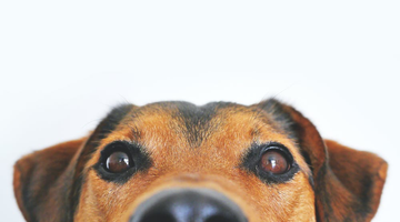 Is Seed Butter a Safe Peanut Butter Alternative for Puppies?